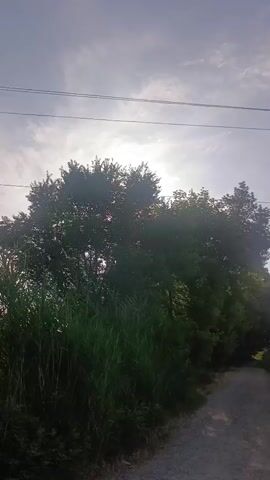 The video shows a view of trees and vegetation along a dirt road. In the background, there are power lines and a utility pole. The sun is visible through the trees, casting a bright glow. The scene appears to be outdoors, possibly in a rural or suburban area. The time is daytime, with a partly cloudy sky. There are no people or animals visible in the video.
