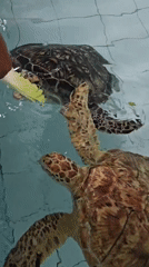 Tourists feed sea turtles at Denpasar conservation center