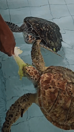 Tourists feed sea turtles at Denpasar conservation center