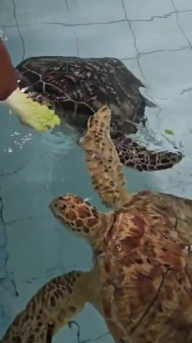 Tourists feed sea turtles at Denpasar conservation center