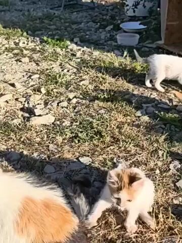 The video shows several kittens and a larger cat outdoors on a gravelly, grassy area. The large cat, a calico, is in the foreground with its back to the camera. A small, calico-colored kitten with white, brown, and black patches is in the center, facing down and appearing to interact with something on the ground, possibly another kitten or food. In the background, two other kittens are visible: one is white and walking away from the camera, and another appears to be orange and is walking to the right. There is a white bowl or dish in the upper right corner of the frame, and the environment appears to be dry and sunny.
