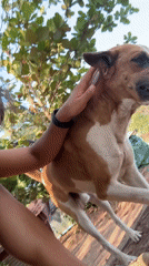 Everyday moments with dogs captured across Dabolim, India