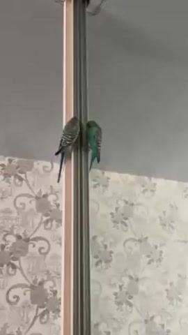 A single blue and yellow parakeet is sitting on a door frame next to a mirrored surface. The bird is facing the mirror, and its reflection is visible. The room has wallpaper with a light grey floral design. The door frame is silver with beige accents. A couch is visible in the background.