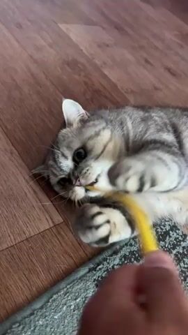 A first-person perspective shows a hand holding a yellow toothbrush, which is being pushed towards a grey tabby cat lying on its back on a wooden floor. The cat is biting and pawing at the toothbrush, with its mouth open and teeth exposed. The cat's body is contorted as it plays with the object. The background consists of a wooden floor with a rug visible at the bottom of the frame.