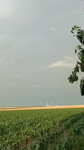 This video captures a wide expanse of a green cornfield under a cloudy sky. In the distance, a faint rainbow arches across the sky, suggesting recent or ongoing rain. On the horizon, industrial structures, possibly smokestacks, are visible. The lighting and cloudy conditions suggest it is daytime, likely late afternoon or early evening, given the muted light. The scene is rural, with the vast agricultural field dominating the foreground and midground. The camera is positioned at field level, looking out over the corn crops. The overall mood is somewhat dramatic due to the cloudy sky and the presence of industrial elements contrasting with the natural landscape. No text is visible in the video.