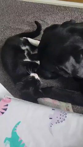 In a close-up indoor shot, a black tuxedo cat and a black dog are seen resting together on a grey carpet. The cat, with prominent white markings on its chest and paws, lies curled up, with its head resting against the side of the dog's face. The black dog, which appears to be a Labrador, gently sniffs and licks the cat's head, demonstrating an affectionate interaction between the two animals. A white textile featuring colourful, cartoon-like dinosaur figures is visible in the foreground. The scene depicts a calm and intimate moment between the cat and dog. No specific location cues for Chatham, United Kingdom are visible within the frame, and there is no visible text.