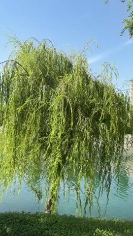 The video opens with a close-up of a wooden pole featuring a red directional sign. The sign has white text "GPTOYLIC.UZ" and "MARKET", with an arrow pointing to the right. Behind the pole, a lush, green weeping willow tree gracefully hangs over a tranquil body of blue-green water, likely a canal or river. The sky is clear and bright blue.

The camera then pans to the right, revealing a wider view of the scenic area. More weeping willow trees and other deciduous trees line the water's edge, casting shadows on the bright green grass. A paved pathway runs alongside the water, dotted with black park benches. Decorative street lanterns are visible at intervals along the path.

Further along the path, two individuals are seen walking away from the camera, and another person is sitting on a bench in the distance. The scene is bathed in bright daylight under a clear sky, suggesting a pleasant, sunny day. The setting appears to be a well-maintained park or promenade along a waterway, likely in Kuchtumgali, Uzbekistan.