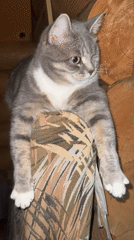 Cat rests on camouflage armrest in Russian settlement