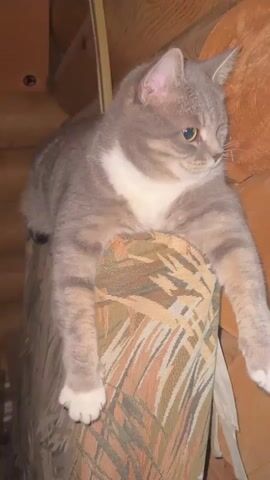 A single, eye-level, medium shot captures a gray, white, and black tabby cat with one eye resting on top of an armrest. The armrest is covered in a camouflage-style pattern, and the cat is perched against a wall of stacked logs. The person filming is trying to get the cat's attention, making a "pspsps" sound twice, and then a kissing sound at the end. The cat looks straight ahead and then upward.