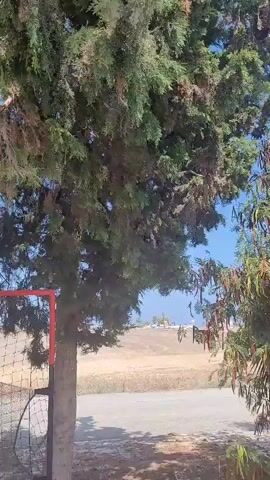 The video shows a close-up view of a tree with green and brown foliage. The tree is outdoors, with a bright blue sky visible in the background. The camera pans slightly to the right, revealing more of the tree and its surroundings. The ground appears to be covered with dirt and some scattered leaves. The overall impression is of a sunny day in a natural setting.