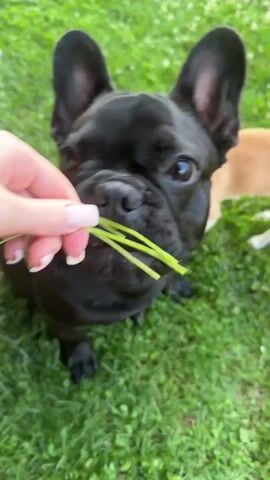 A close-up, outdoor video captures a black French bulldog with its mouth open, being fed blades of grass by a person's hand. The dog is sitting on a green lawn, and in the background, another dog, light brown and white, stands facing away from the camera. The framing is tight on the bulldog's face, emphasizing its expressive eyes and the grass being offered.