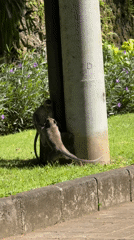 Monkeys spotted near walkway in Ungasan, Indonesia