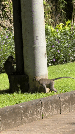 Monkeys spotted near walkway in Ungasan, Indonesia
