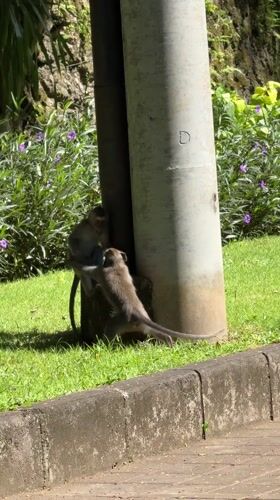 Monkeys spotted near walkway in Ungasan, Indonesia