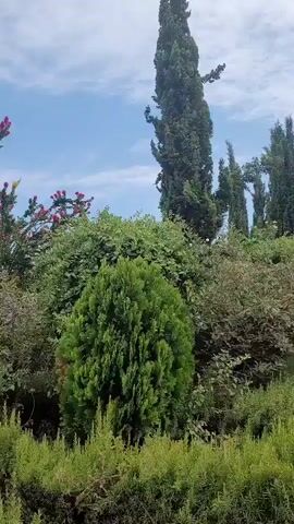 The video shows a pathway through a garden. The pathway is made of bricks and is lined with green bushes. Tall cypress trees are visible on both sides of the pathway. A palm tree is in the background with a small fountain at its base. The sky is blue with some white clouds. The camera is moving forward along the pathway.