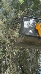 Tree trimming operation captured during morning maintenance work