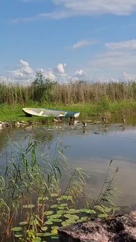 A serene natural landscape unfolds, featuring a calm body of water lined with lush green reeds and tall grasses. The water's surface reflects the partly cloudy sky, which displays a mix of blue patches and white, wispy clouds. On the left side of the water, two small boats are partially visible, one white and the other blue. Several ducks are scattered across the water, some swimming and others resting near the reeds. In the foreground, rough stones and dry plant matter are visible along the water's edge, adding a natural texture to the scene. The overall atmosphere is peaceful and tranquil.