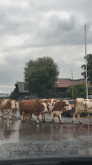Cattle crossing a wet village road in the Bavarian Alps