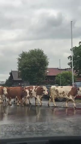 A herd of cows is crossing a wet road. The cows are brown and white. They are walking from left to right in the frame. The road is wet and reflects the sky and the cows. There are buildings in the background, and trees. The sky is overcast.