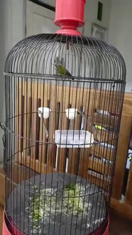 A small bird is inside a black birdcage. The bird is yellow and green and is perched near the top of the cage. The birdcage has a red top and a red base. There are two white bird feeders attached to the bars of the cage, and a white plastic container on the floor of the cage. The floor of the cage is covered in green debris. The background is blurred, but appears to be an indoor setting with wooden furniture. The camera is moving slightly.