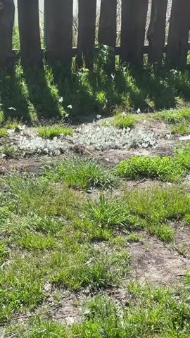 The video shows an outdoor scene featuring a large gathering of white butterflies on a sunny day. In the foreground and midground, there are patches of green grass interspersed with areas of bare earth. A prominent wooden fence with vertical planks forms the background, casting distinct shadows on the ground behind it.

The primary activity is the presence and movement of numerous small, white butterflies. A significant cluster of these butterflies is settled on a patch of light-colored, possibly damp, earth in the midground, with some individuals occasionally taking flight and fluttering around the area. Others are seen flying near the fence.

The time of day appears to be daytime, likely morning or afternoon, due to the bright sunlight and clear shadows. The setting suggests a garden, yard, or rural area in Askat, Russia. No people or visible text are present in the video.