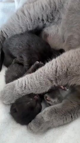 A mother cat, a grey British Shorthair, is curled up, sleeping. She is nestled around several dark-colored newborn kittens, who are also sleeping. One of the mother cat's front paws is resting over the kittens. The scene is close-up and appears to be indoors, likely on a soft surface such as a blanket or bed.