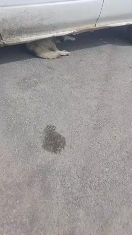 The video shows a dog lying under a car. The dog is light brown and white with dark markings on its face. It is looking at the camera with a sad expression. The car is white and appears to be dirty. The ground is paved with asphalt. The video is shaky and the audio is distorted, making it difficult to understand what is being said.