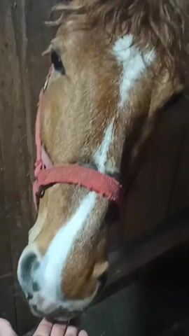 A close-up shot shows the head of a brown horse with a white blaze, wearing a red halter, peering over the wooden slats of a stable door. The camera gradually zooms out and rotates to capture more of the horse and its surroundings. The horse has a slightly wet, tousled mane and appears calm, occasionally flicking its tongue. A hand approaches the horse, possibly to interact with it. The stable is constructed of aged wood, and a simple latch secures the door. The lighting is somewhat dim, creating a rustic feel.