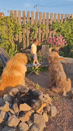 Toddler and two golden dogs, summer evening in rural Russia