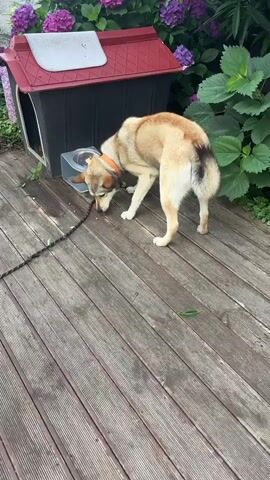 A medium-sized tan dog with a black tipped tail and an orange collar is standing on a wooden deck. The dog is sniffing the ground near a red and black dog house. A black leash is attached to the dog's collar. In the background, there are green plants and purple flowers. The dog is in focus.