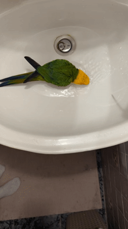 Pets and morning routines at a Khimki home