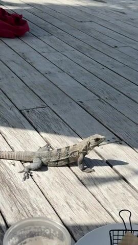 A video depicts a lizard with gray and black stripes walking on a wooden deck. The lizard is seen walking away from a red garment and a white garment lying on the deck. The lizard walks towards the edge of the deck, where a swimming pool is visible. In the foreground, a white cup is partially visible.