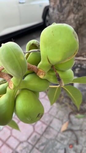 Nha Trang at sunset, plus unripe fruit on a branch