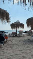 Seagulls rest on thatched umbrella at Sveti Vlas beach