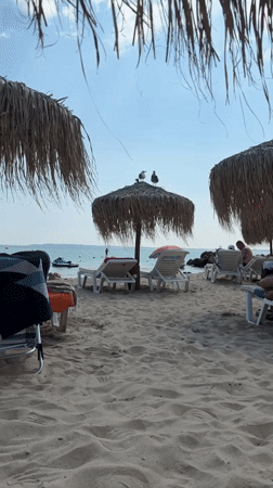 Seagulls rest on thatched umbrella at Sveti Vlas beach