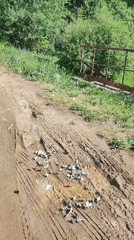 Quiet morning fishing and butterfly gathering observed in Rusalevka