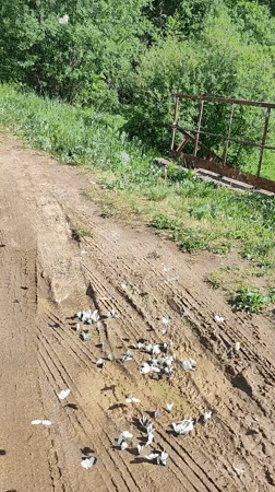 Quiet morning fishing and butterfly gathering observed in Rusalevka