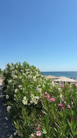 The video opens with a view of a bright blue sky. In the foreground, lush green foliage with white and pink flowers is prominent. Beyond the flowers, a beach is visible with a few beach umbrellas and people enjoying the sunny weather. The ocean stretches out towards the horizon, with gentle waves and clear blue water. The overall scene depicts a tranquil beach setting on a clear, sunny day.