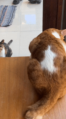 Early morning cat interactions captured in Indonesian home