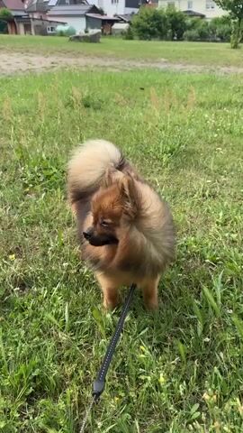 A pomeranian dog on a leash is sitting in a grassy area. The dog is brown and tan with fluffy fur. It is looking to its left and then turns to look forward with its mouth open and tongue visible. The dog is sitting on a leash that extends towards the camera. In the background, there are houses and trees. The sun is shining and the sky is cloudy.