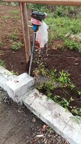 A close-up, slightly shaky, vertical video captures a water meter with a plastic bag tied around it, attached to a wooden post. Water is visibly dripping from the meter and collecting on the ground below, creating a small puddle amidst the soil and green plants. The water source appears to be a pipe extending from the meter. In the foreground, there are concrete blocks forming a boundary. The background shows more soil and vegetation, suggesting an outdoor, possibly agricultural, setting. The video is silent.