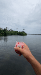 Pink drinks and fish-filled shallows in coastal Sri Lanka