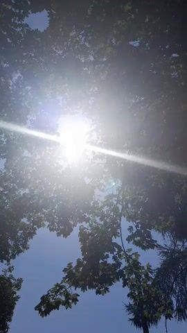 The video shows a bright sun shining through the leaves of trees. The sun is in the center of the frame, with light rays extending outwards. The leaves of the trees are green and appear to be in focus. The sky is blue and clear. The video appears to be taken from a low angle, looking up at the sun and trees.