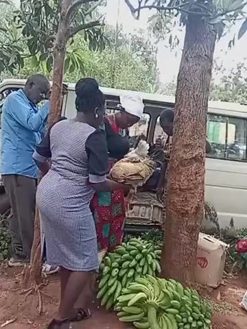 The video depicts an outdoor scene with a van and several people gathered around it. A woman in a blue and white dress holds a live chicken, while another woman in a colorful dress, wearing a white head covering, is also handling a chicken. A man in a blue shirt stands in the background, observing the activity. In front of the van, there is a pile of green bananas and a box, indicating a possible transaction or exchange of goods. The setting appears to be somewhat rural, with trees and a dirt ground.