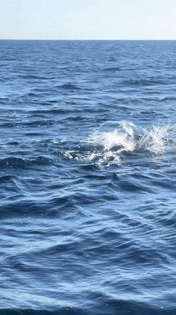 Dolphins jumping and playing in clear Indonesian coastal waters