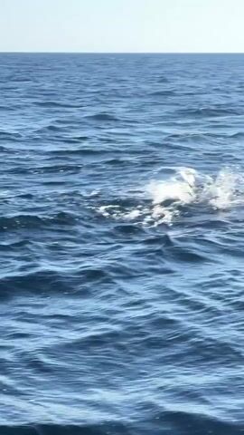 The video shows a pod of dolphins swimming in the ocean. The water is blue and there is a clear sky. The dolphins are jumping and playing in the water. One dolphin jumps out of the water and swims away. Another dolphin swims near the camera.