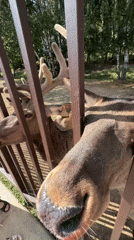 Hand-feeding deer and emus at a Moscow-area animal park