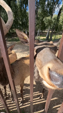 Hand-feeding deer and emus at a Moscow-area animal park