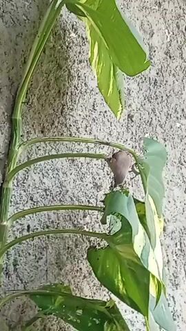 A small bird with brown and orange plumage is perched on a vine with large green and yellow leaves. The bird is looking downwards and appears to be eating something from the vine. The background is a textured wall. The video is shot from a low angle.