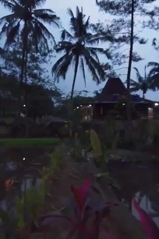 The video shows an outdoor scene at dusk or dawn. In the foreground, there is a body of water with some vegetation on the bank, including plants with red and orange flowers. Beyond the water, there are several tall palm trees, and further in the background, there is a building with a distinctive roofline. There are also some lights visible, possibly streetlights or lights from the building. The sky is a pale blue-gray, indicating low light conditions. The overall atmosphere is serene and natural.